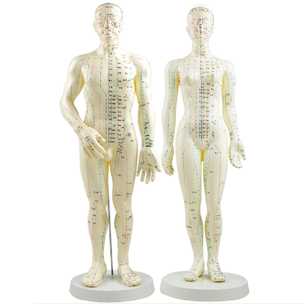 English Chinese User Manual Acupuncture Model 50cm 48cm Male female