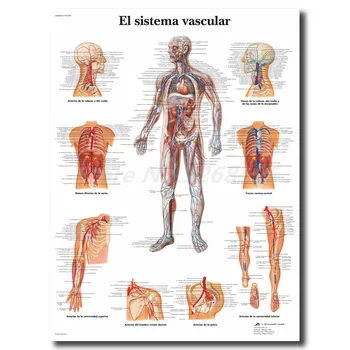 

Human Anatomy Muscles System HD Wall Art Canvas Posters Prints Painting Body Map Pictures For Medical Education Home Decoration