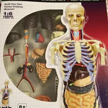 " 4D мастер прозрачное туловище анатомическая модель медицинская человеческий череп анатомическая модель скелета научные развивающие игрушки головоломки