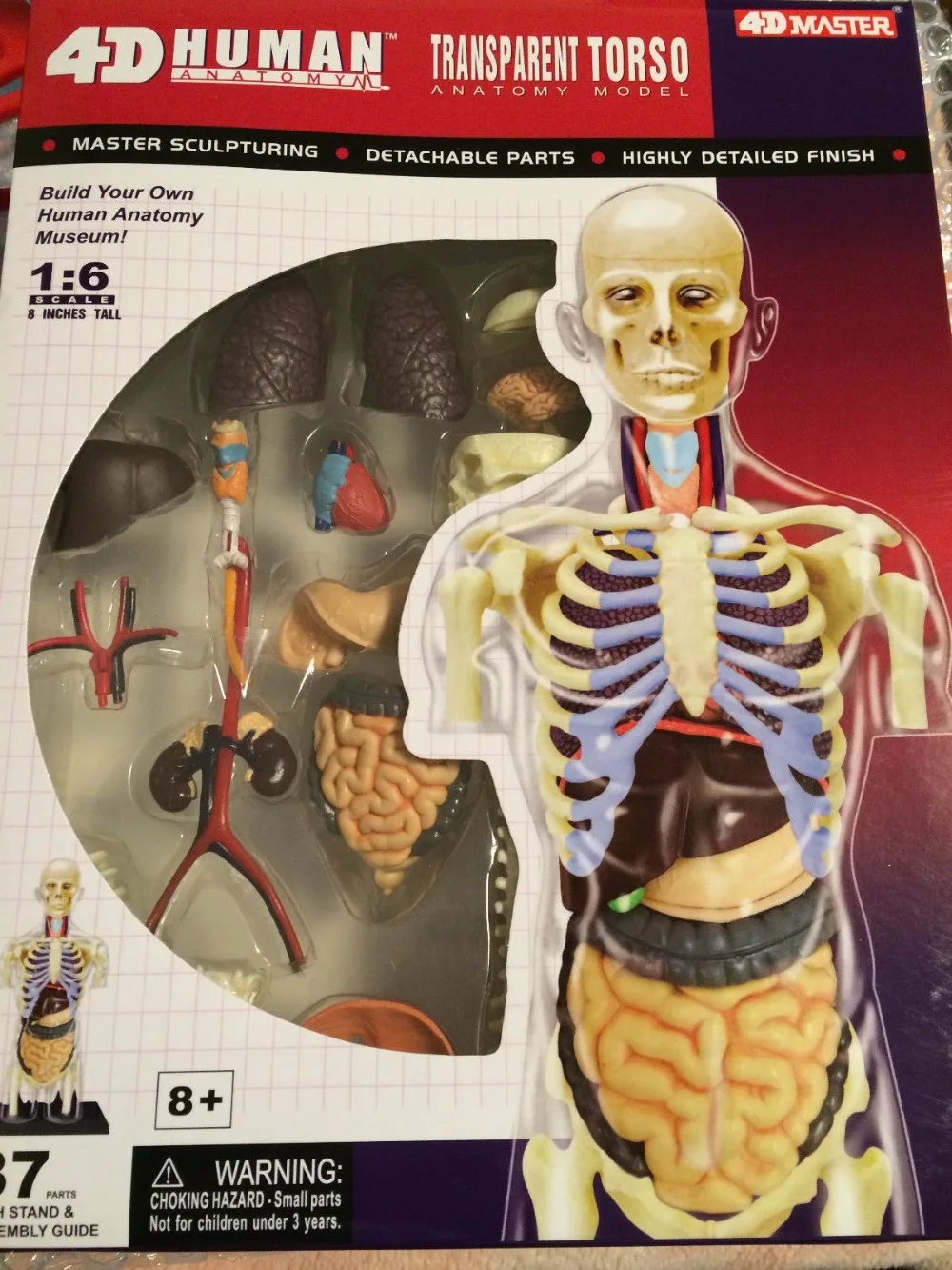 Оригинальная детская головоломка с черепом для детей 8 дюймов 4D anatomical model anatomy