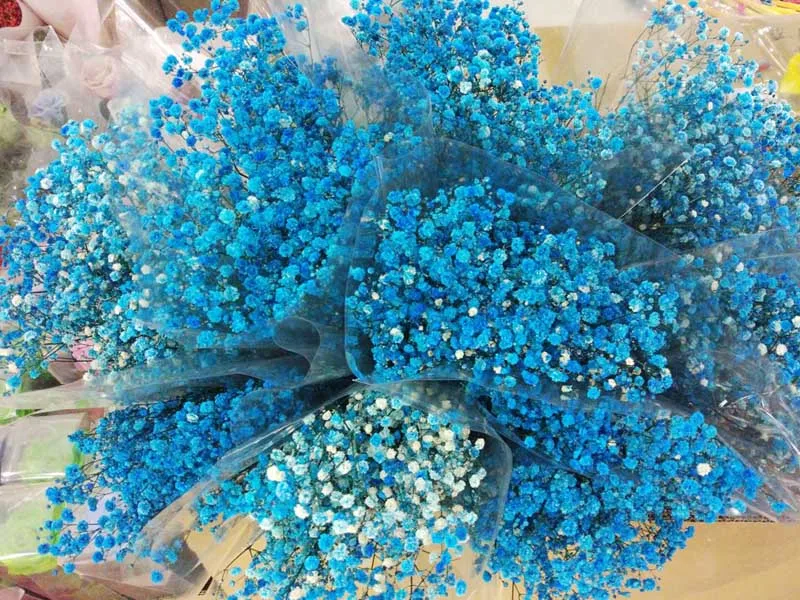 ms-babybreath blue