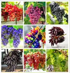 50 бонсай/сумка винограда фрукты бонсай, редкие старший садовые растения естественного роста винограда вкусные Садоводство плодовых
