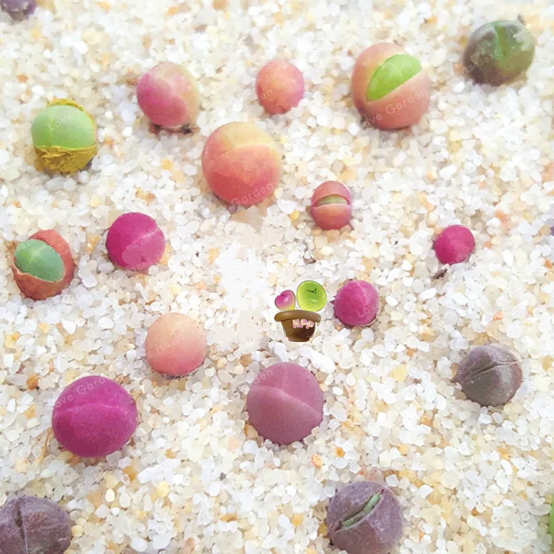 Качественные суккулентные растения бонсай 100 шт в упаковке Gibbaeum Heathii очень Rale