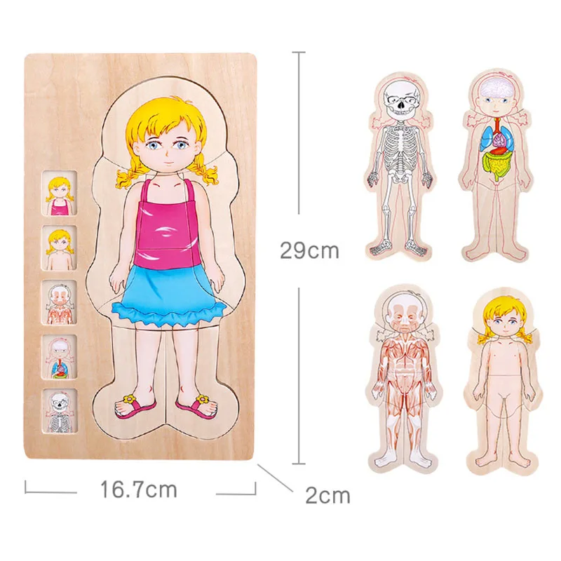 

Wooden Multi-layer Puzzle Human Boys Girls Body Structure Puzzle Kids Educational Wooden Toys FJ88