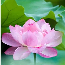 На заказ Алмазная картина eigen foto цветы лотоса diy Мандала алмазная живопись фильмы полный квадратный/круглый дом птица балет подарок