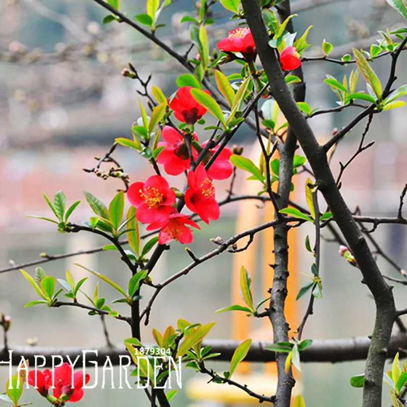 Промоакция! 10 шт./упак. Бегония сад True Malus Spectabilis flores Бегония в горшке бонсай растения,# FYEGPP