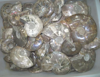 

60.8lb NATURAL LOVELY BEAUTIFUL AMMONITE FOSSIL (CRETACEOUS) MADAGASCAR