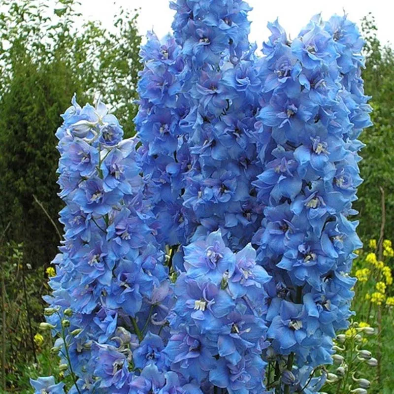 

Free Shipping 100 Pcs Colourful Delphinium Bonsai Japan Beautiful Giant Room Family Garden Organic Flowers Hardy plants aa
