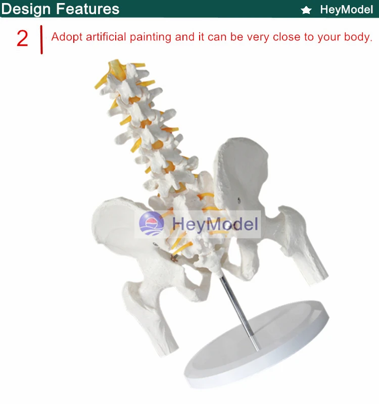 Модель HeyModel поясничного отдела позвоночника с тазом и бедром позвоночника межпозвоночника модель таза пять поясничных позвоночников
