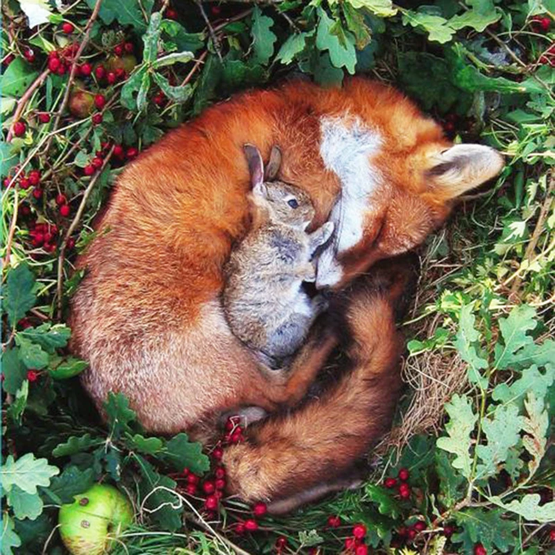 

Full Square Round Diamond 5D DIY Diamond Painting Fox And Rabbit Diamond Embroidery Cross Stitch Rhinestone Mosaic Home Decor