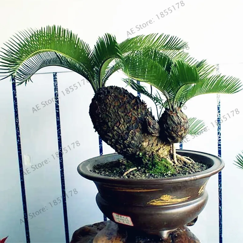 Как пересадить цикас. Цикас отростки. Цикас революта. Цикас корни. Цикас отростки.