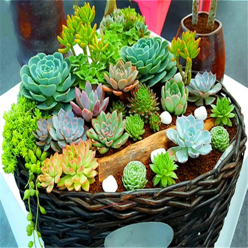 100pcs Mini Cactus plant Mixed Succulent Flower bonsais of garden flowers Rare Sempervivum 100pcs Mini Cactus plant Mixed Succulent Flower bonsais of garden flowers Rare Sempervivum