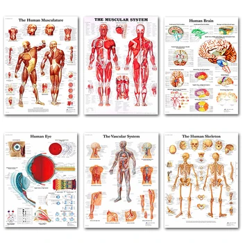 

COSY MOMENT Human Body Musculature Brain Prints and Posters Muscular /Human Eye/ Skeleton Analysis Canvas Painting ZS178