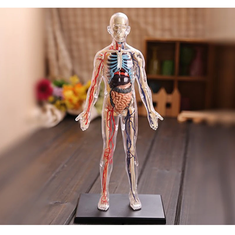 

4D Master Anime Assembled Medical Model skull skeleton Human Anatomy Transparent Body Anatomical Model Toys esqueleto humano