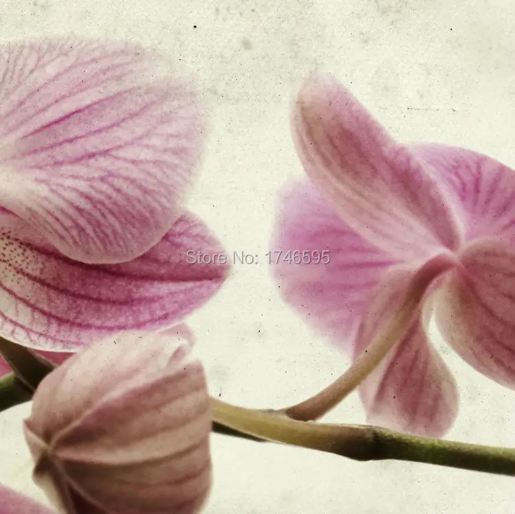 orchid-2