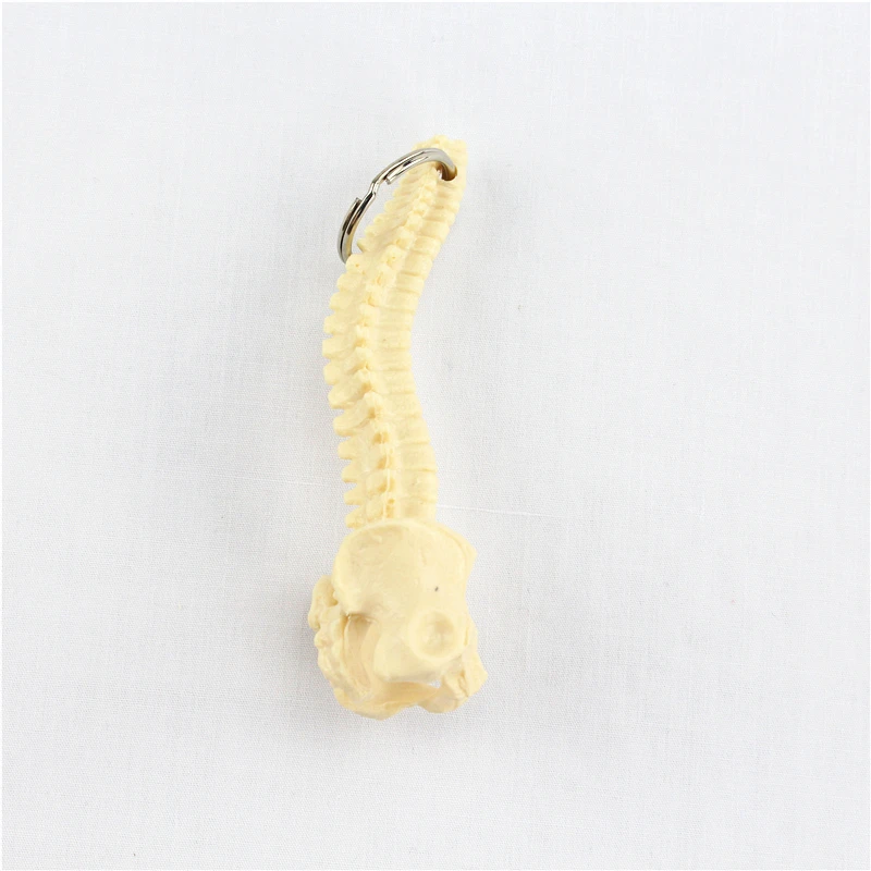 human spine key buckle ornament gift pendant key buckle human.organ anatomy medical teaching toy YS - 32913233657