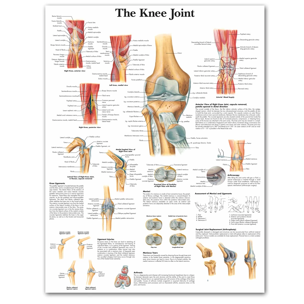 Wangart Anatomical Charts And Posters Anatomy Arm Leg Simple Human Poster Canvas Print Wall Picture For Medical Education Office Painting Calligraphy Aliexpress