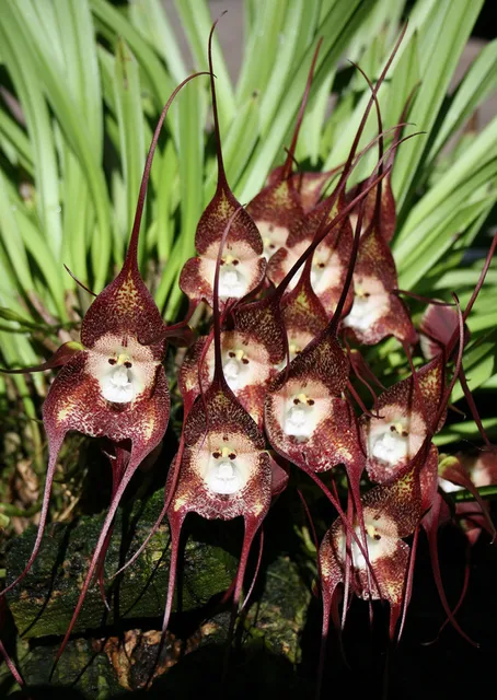 9 kinds Rare Precious Monkey Face Orchid Seeds, 50pcs/pack