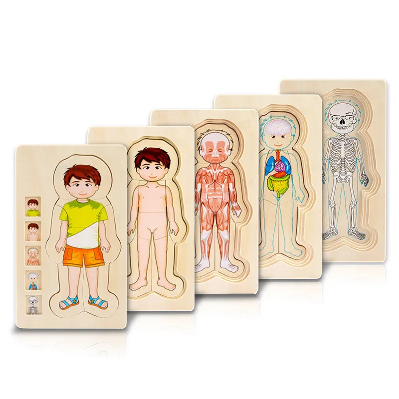 Multi-Слои Деревянный человеческого тела Пазлы Структура игрушки Дети раннего обучения Обучающие тела познания Детские игрушки Пазлы