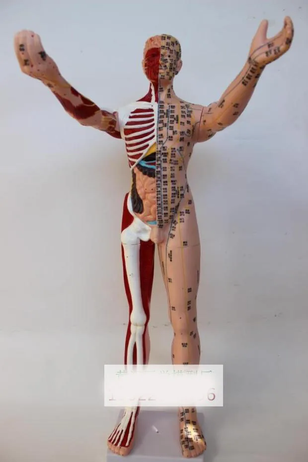 85 см ультра-прозрачная Акупунктура человека модель половина костно-мышечная модель Меридиан Акупунктура модель английский Код Тип