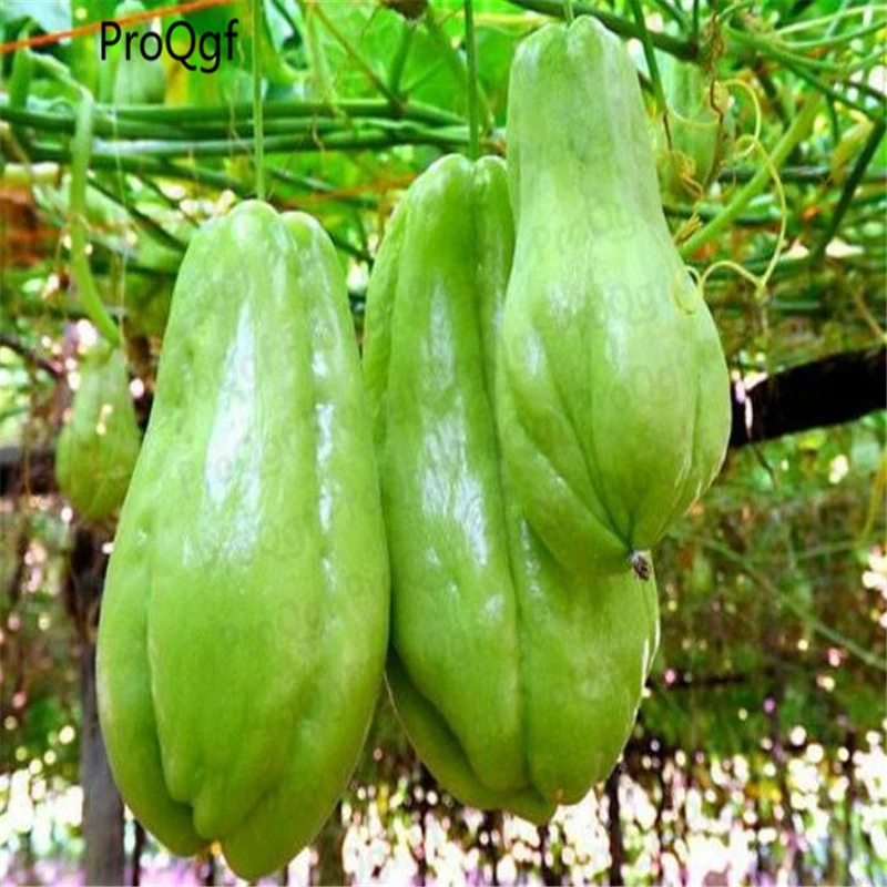 

ProQgf 100Pcs A Set Sechium edule Citrus Medica Sarcodactylis
