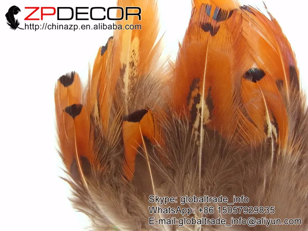 USA Pheasant Feathers, 1 Pack - GOLD Ringneck Pheasant Plumage Loose Feathers 3