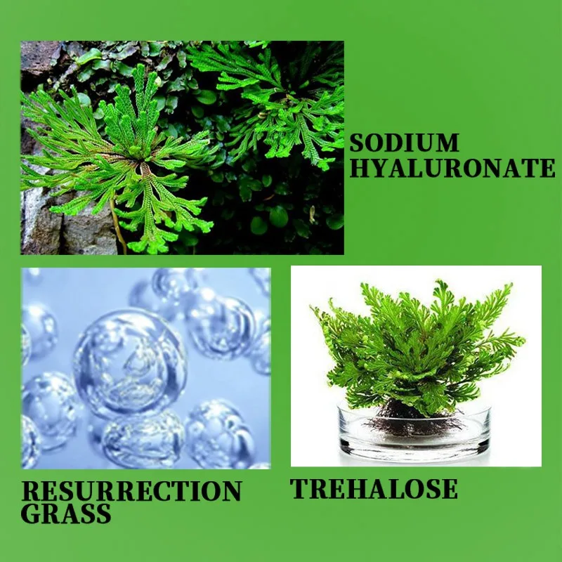 50g Revitalizing Grass Moisturizing Sleeping Face Mask Skin Care Treatment Anti-Aging Moisturizing Whitening Sleeping Mask