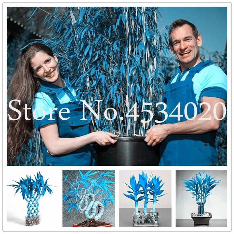 

Mixed 30 pieces/lot Rare Blue Lucky bamboo bonsai plants,potted balcony, outdoor indoor plant for home garden Ornamental Bonsai