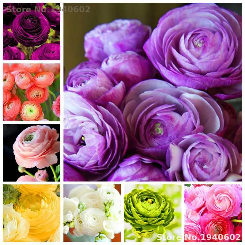 

20 Pcs Bonsai Ranunculus Flower Double Flap Ranunculus Asiaticus Garden Perennial Indoor Herbal Buttercup Plant