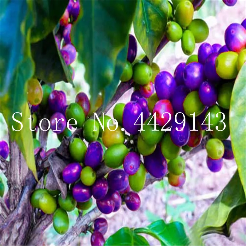 Sale! 15 Pcs Bonsai Coffee Bean Tropical Tree Plant Perennial Fruit