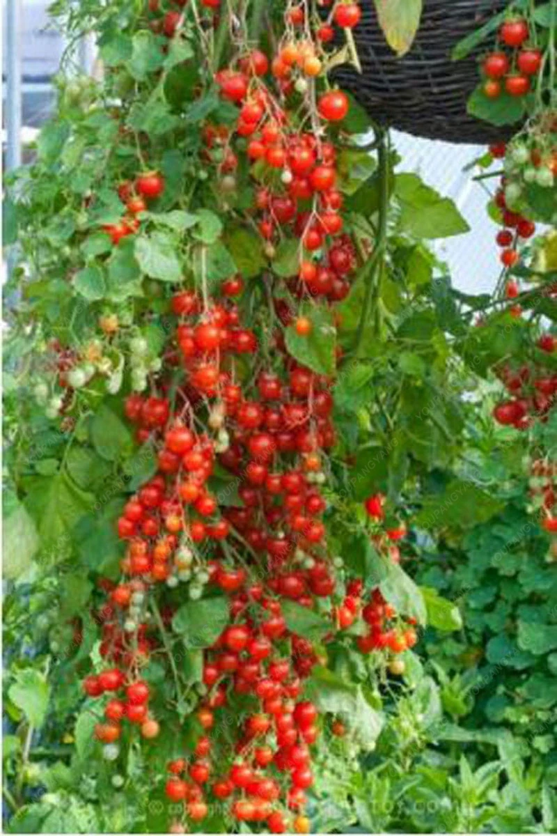 100pcs climbing Tomato edible Tomato bonsai Vegetable plants food bonsai pot home garden planting