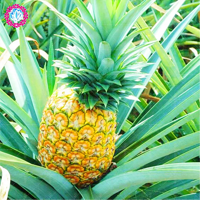 100pcs pineapple Succulent Plant Tropical delicious edible fruit Ananas comosus Perennial herb