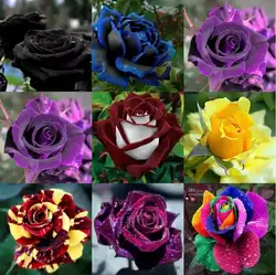 Цветная Радуга, роза, цветок многоцветные ed лепесток новые и творческие многоцветные семена растений, семена розы 100 штук