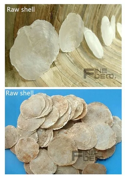 capiz shell raw shell photo