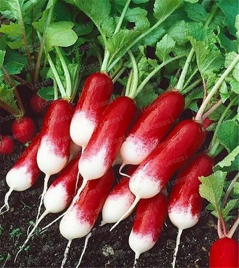 

100Pcs Rare Sausage Radish Bonsai Juicy And Nutritious Early Spring Radish Very Delicious Vegetable Garden Food Easy To Grow