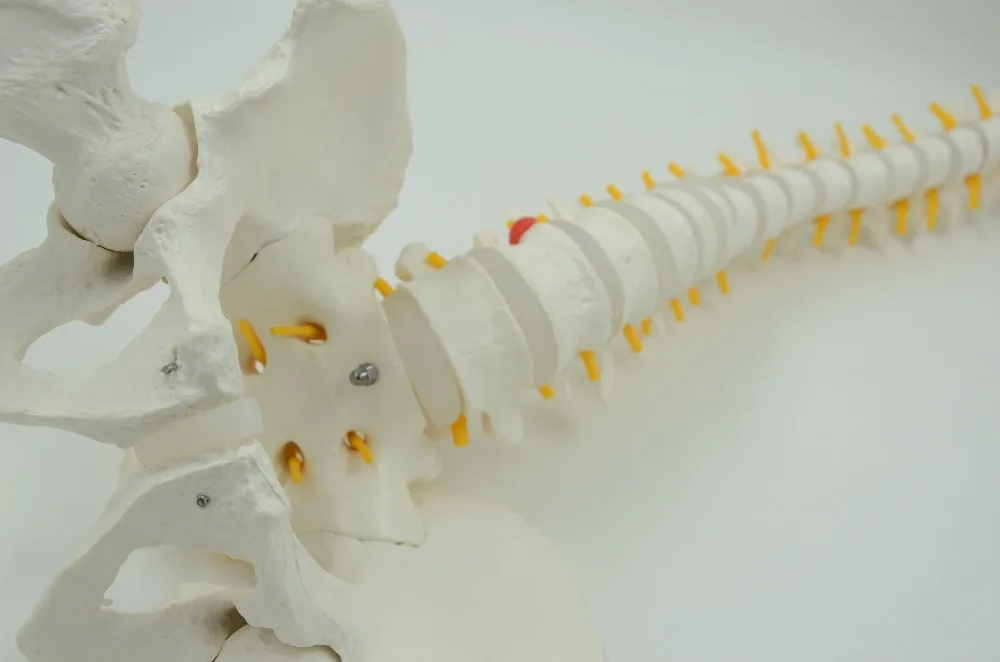 Flexible spinal column natural size ,human skeleton anatomical  model