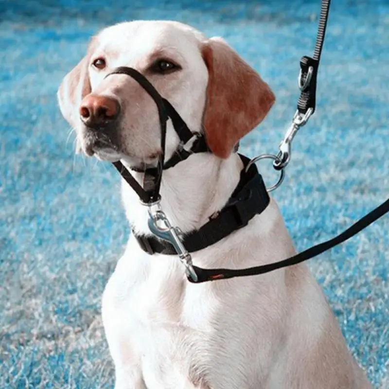 Nylon perros cabeza Collar perro entrenamiento Halter Azul Rojo negro colores S M L XL XXL tamaños ► Foto 3/6