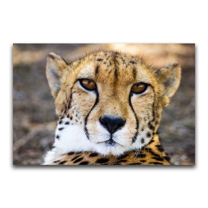 Full Square Diamond embroidery Cross stitch animal cats Full Round Diamond mosaic Cheetah 3D DIY Diamond painting leopard