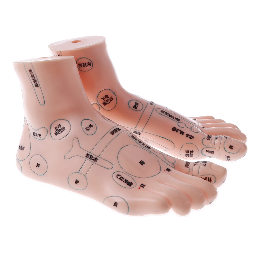 2 Pair 19cm Human Feet Model - Massage Acupuncture Reflexology Acupoint Medicine Learnin Study Kit