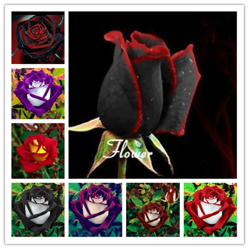 

100 Pcs Black Rose Bonsai, Exotic Germany Dragon Rose Flower With Red Edge Rare Rose Flowers Bonsai For Garden Bonsai Planting
