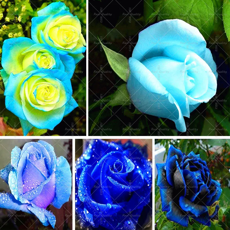 Online Buy Wholesale blue rose plant from China blue rose plant