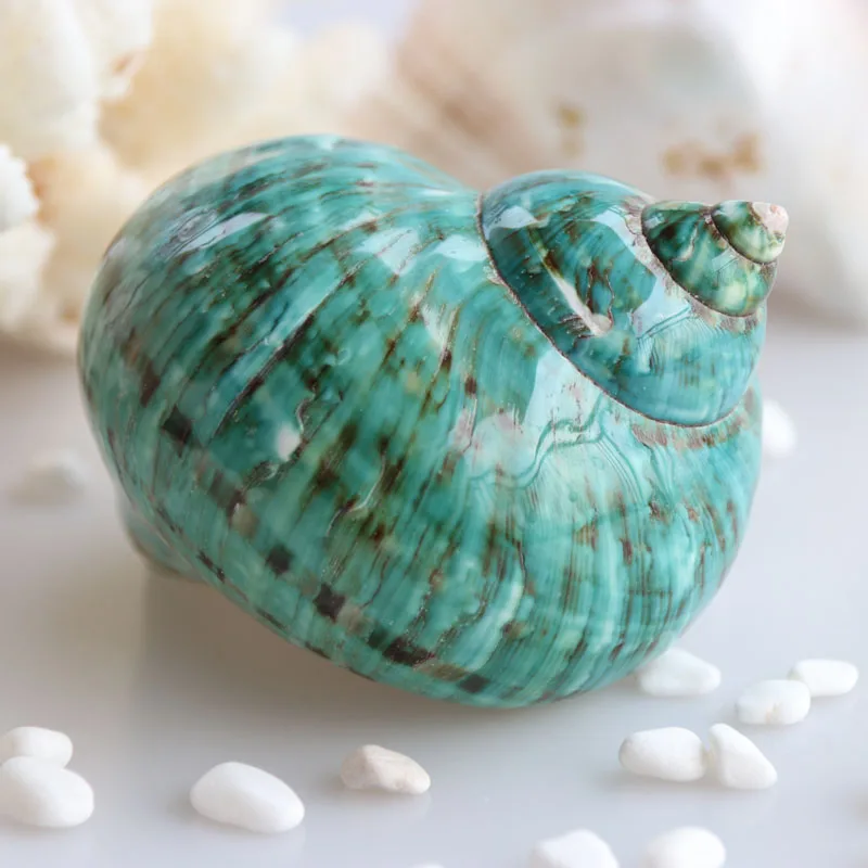 

Free Shipping(1pcs/lot)Green Turban Natural Shell & Conch Home Decoration Aquarium Landscaping Shell Ornaments