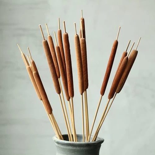 

20 Pieces Dried Natural Cattails Jumbo 20-24"