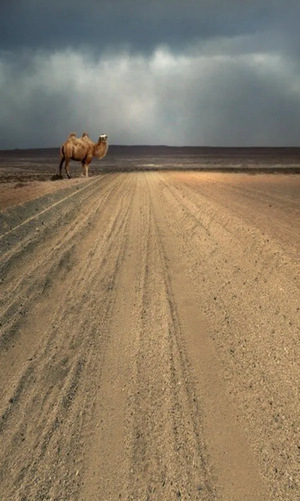 

Desert Camel Photography Backdrops Photo Props Studio Background 5x7ft