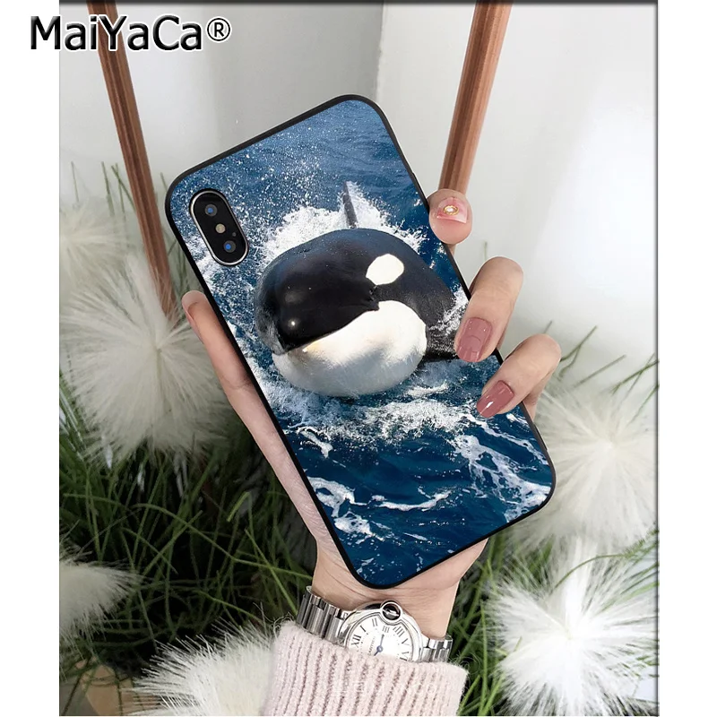 Ocean Whale Animal