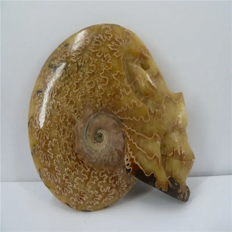 

NATURAL Conch fossil Crystal carved skull HEALING T405