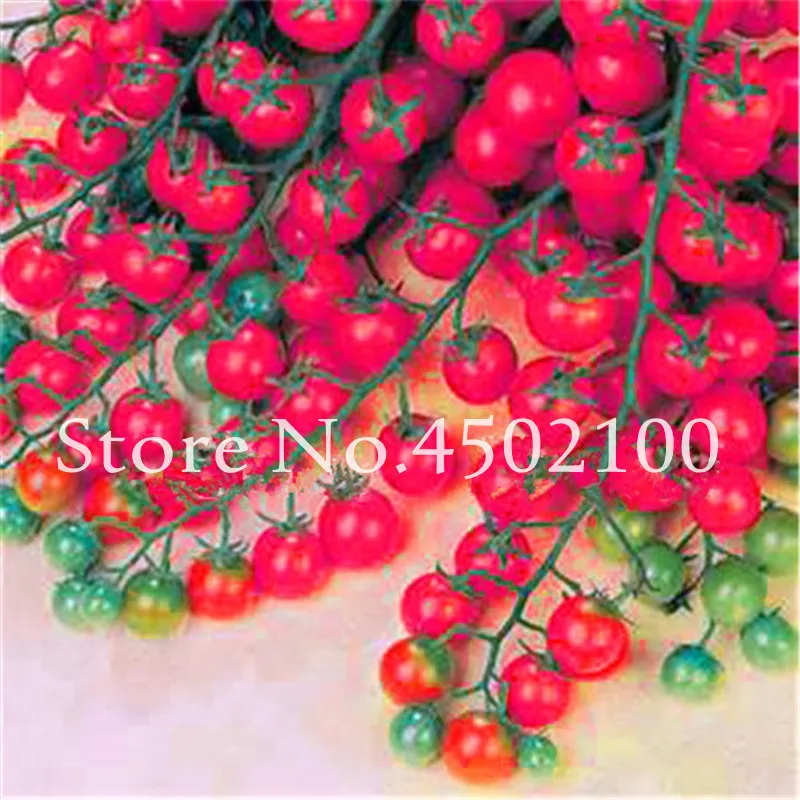 200 Pcs Bonsai Tomato , Rare Rainbow Delicious Cherry Tomato ,Non-Gmo Fruit Vegetables Edible Food Balcony Potted For Garden 200 Pcs Bonsai Tomato , Rare Rainbow Delicious Cherry Tomato ,Non-Gmo Fruit Vegetables Edible Food Balcony Potted For Garden