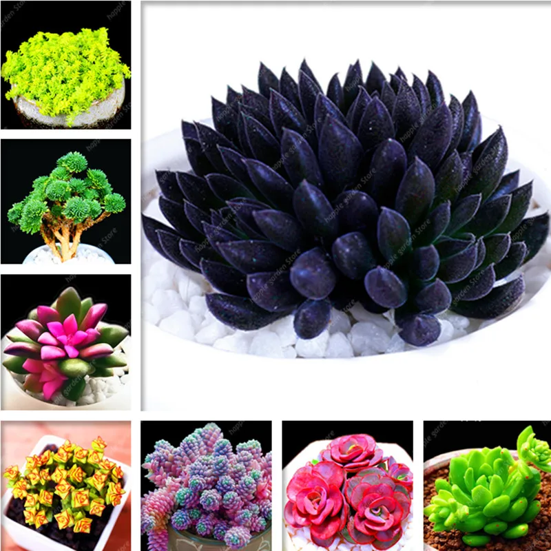 

200 pcs Mix Succulent Bonsai lotus Lithops Pseudotruncatella Bonsai Ornamental plants for home & garden Flower pots planters