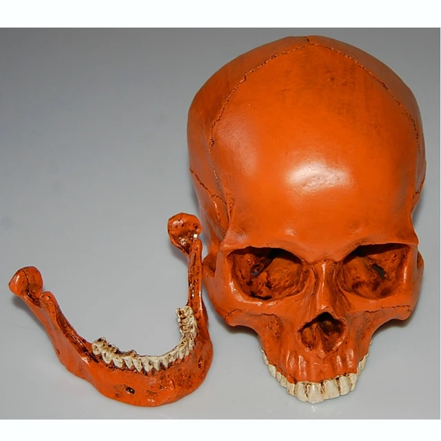 Resin Skull Mold Lifesize 1:1 Medical People Skull Model Halloween