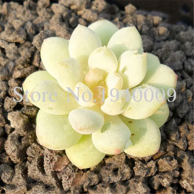 Sale 100 Rare African Mixed garden Cactus Succulent Plant Tree Purify Air Bonsai In The Heat Resistant Easy Care Creative Bonsai